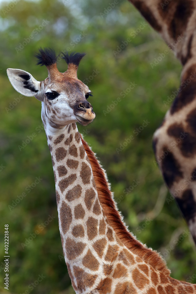 The South African giraffe or Cape giraffe (Giraffa camelopardalis giraffa) , portrait of a young giraffe with green background.Cute small giraffe in herd protection.