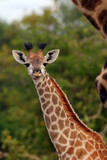 The South African giraffe or Cape giraffe (Giraffa camelopardalis giraffa), portrait of a young giraffe