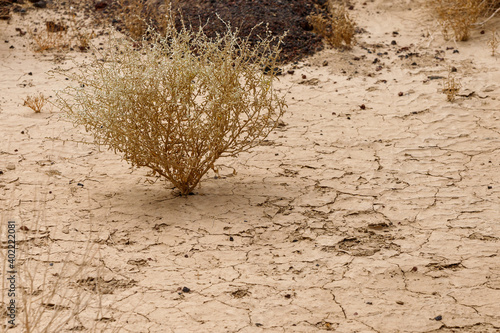 dry shrub grown in the depressed wild sand and drought of the desert