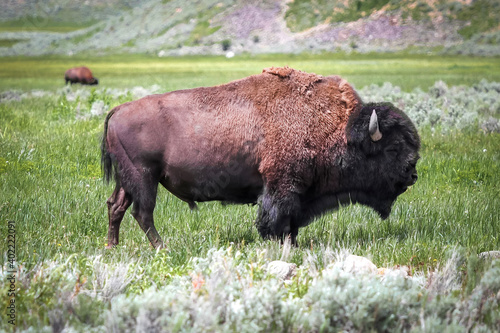 buffalo in the field