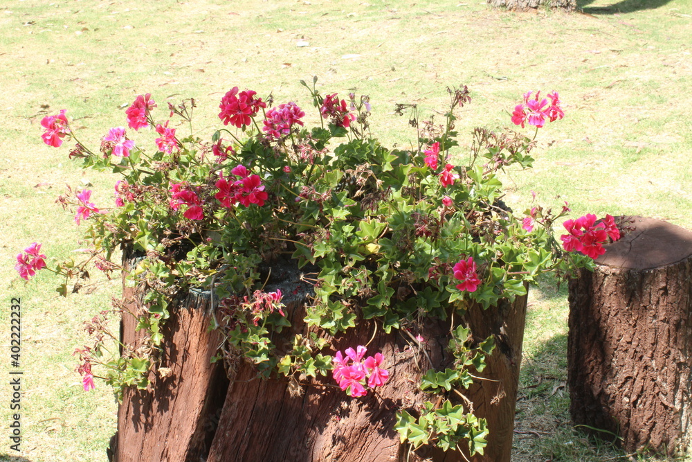 Fototapeta premium Flores en el tronco de un árbol, decoración
