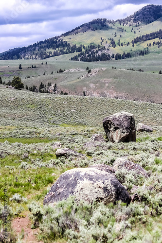 sheep in the mountains