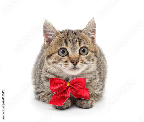 Little gray kitten with a red bow.