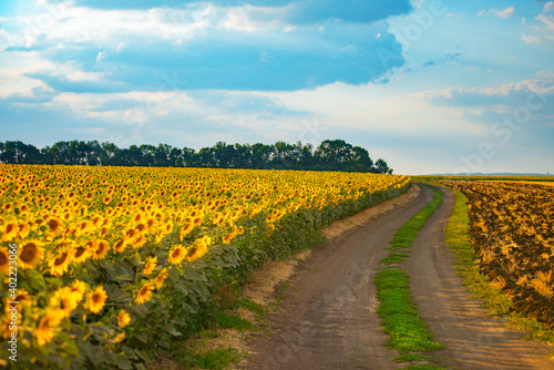 Countryside landscape road near sunflower field.