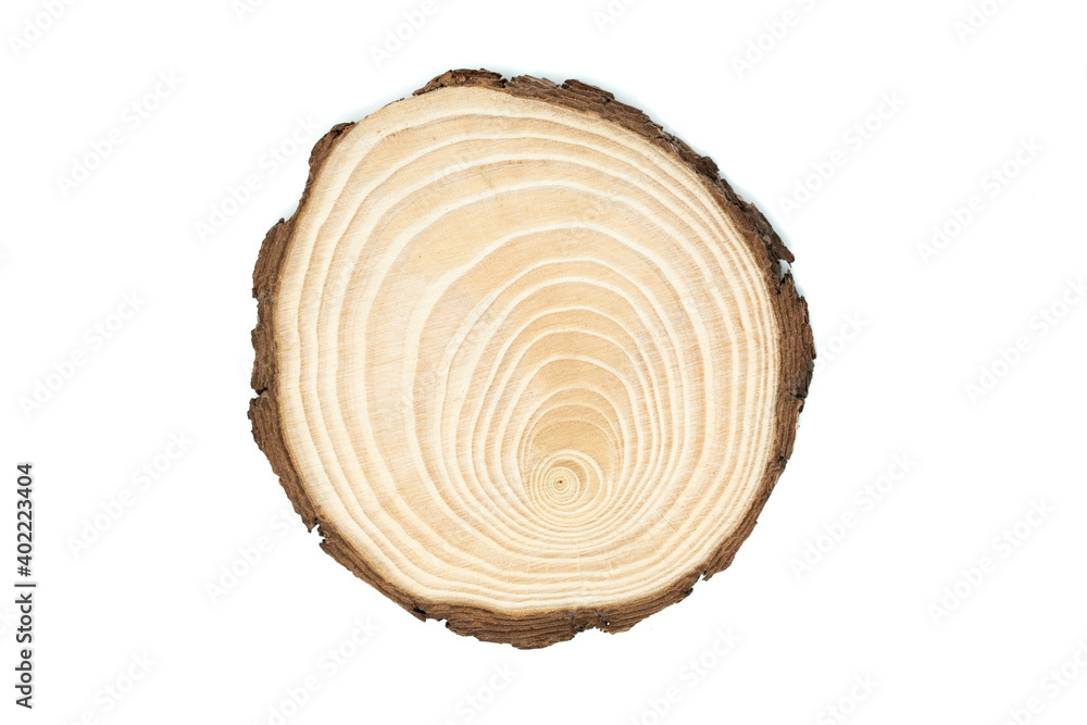 sezione del tronco di un giovane albero sezione del tronco di un giovane albero