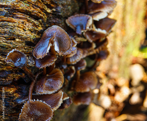 small troop of glistening dark brown mushrooms growing on a log face 