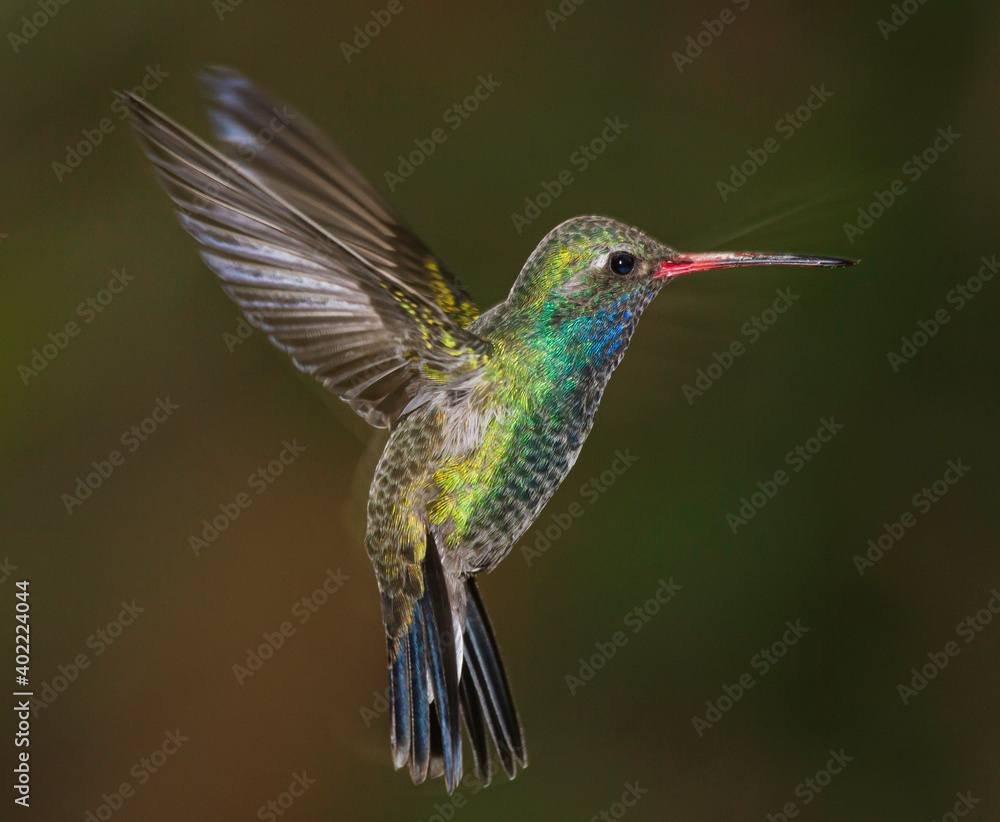 Fototapeta premium hummingbird in flight