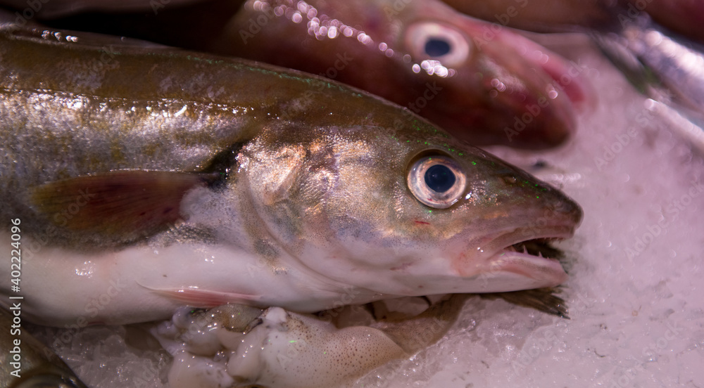tête de merlan chez un poissonnier tête de merlan chez un poissonnier