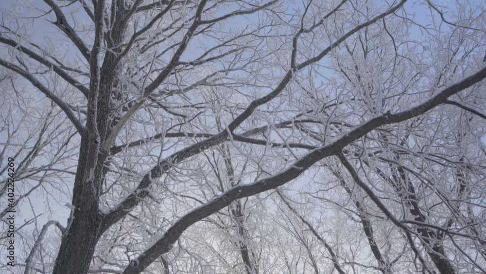 Walk through the winter forest with snow-covered trees on a beautiful frosty morning. No people Walk through the winter forest with snow-covered trees on a beautiful frosty morning. No people