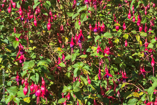 Beautiful pink Fuchsia magellanica Riccartonii autumnal bell-shaped flowers with green leaves. Wild flowers. Dublin, Ireland