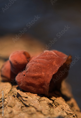 Uszak bzowy, Auricularia auricula-judae