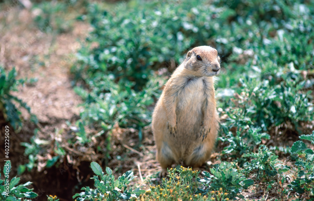 Prairie dogs on the prairie of South Dakota, USA Prairie dogs on the prairie of South Dakota, USA