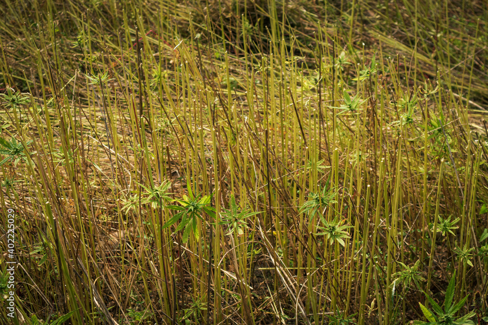 Obraz premium Harvested Industrial Hemp field for cbd production. Collected cannabis sativa plants.