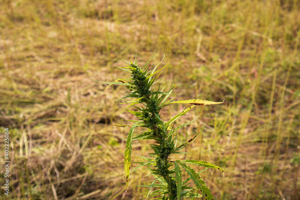 Harvested Industrial Hemp field for cbd production. Collected cannabis sativa plants. Harvested Industrial Hemp field for cbd production. Collected cannabis sativa plants.