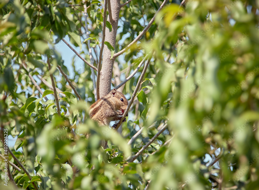 Red squirrel sitting in a tree among green foliage Red squirrel sitting in a tree among green foliage