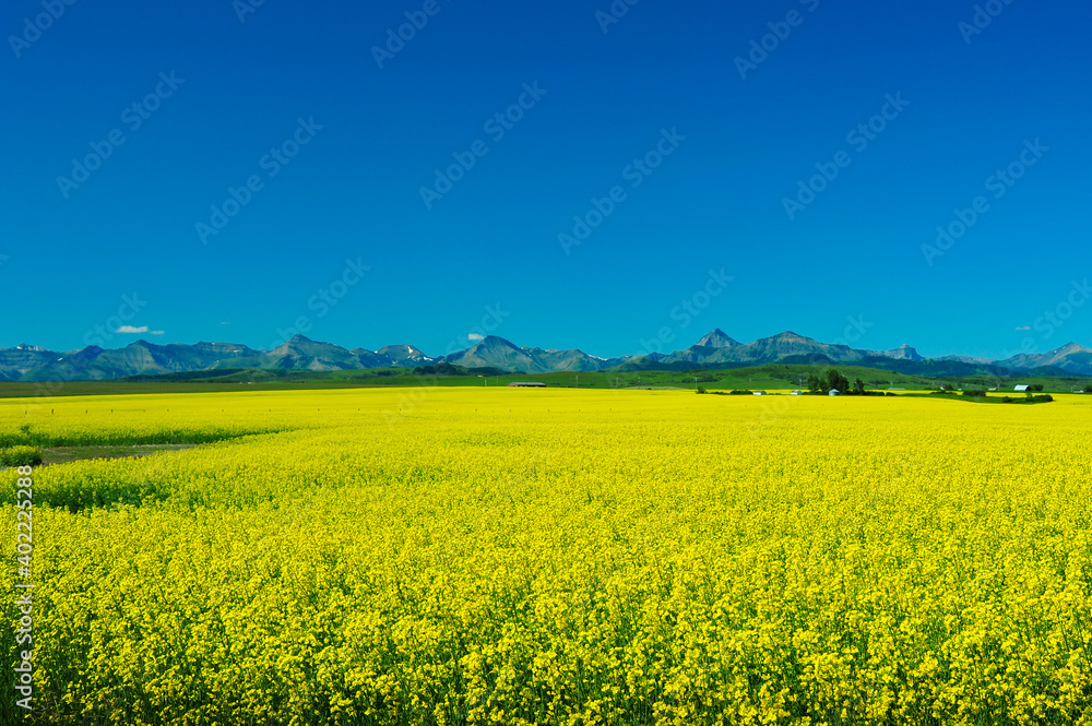 Yellow golden field of Canola plants stretches over prairie farmland of Alberta Canada with mountains in the distance