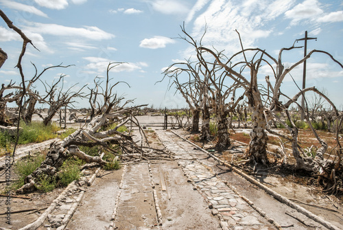 .Dry trees of the flooded city of Epecuen in Buenos Aires, Argentina.