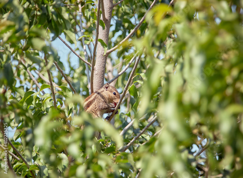 Red squirrel sitting in a tree among green foliage