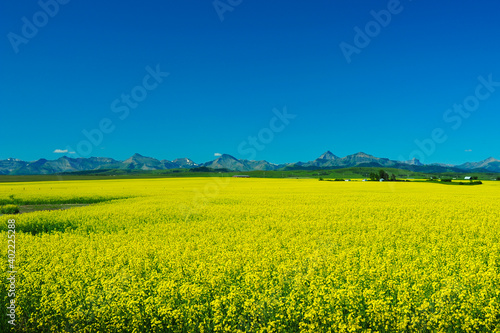 Yellow golden field of Canola plants stretches over prairie farmland of Alberta Canada with mountains in the distance