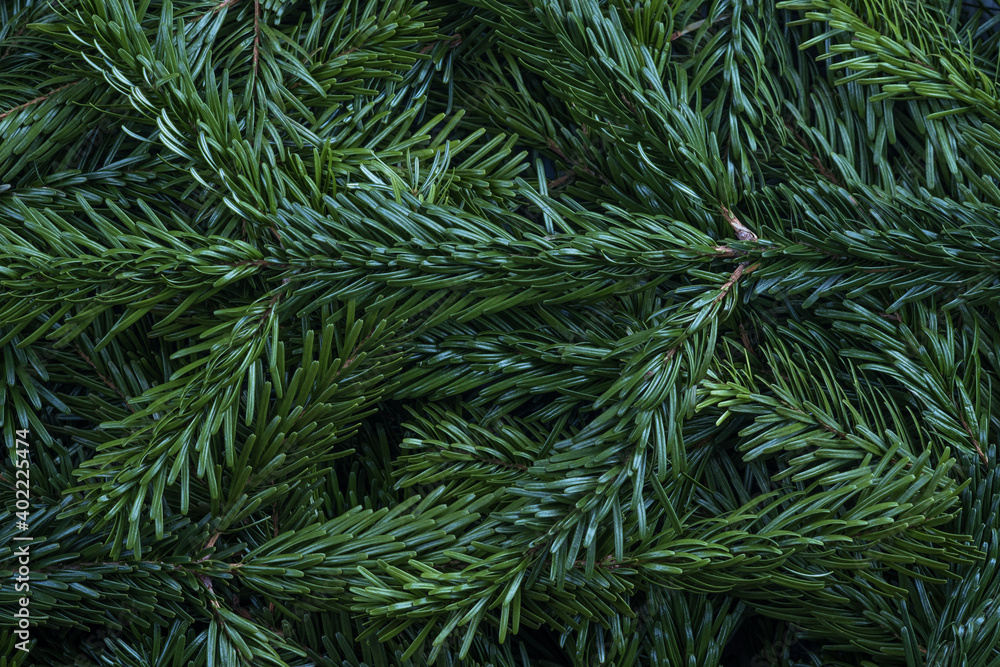 Closeup of Christmas fresh tree branches as background, top view