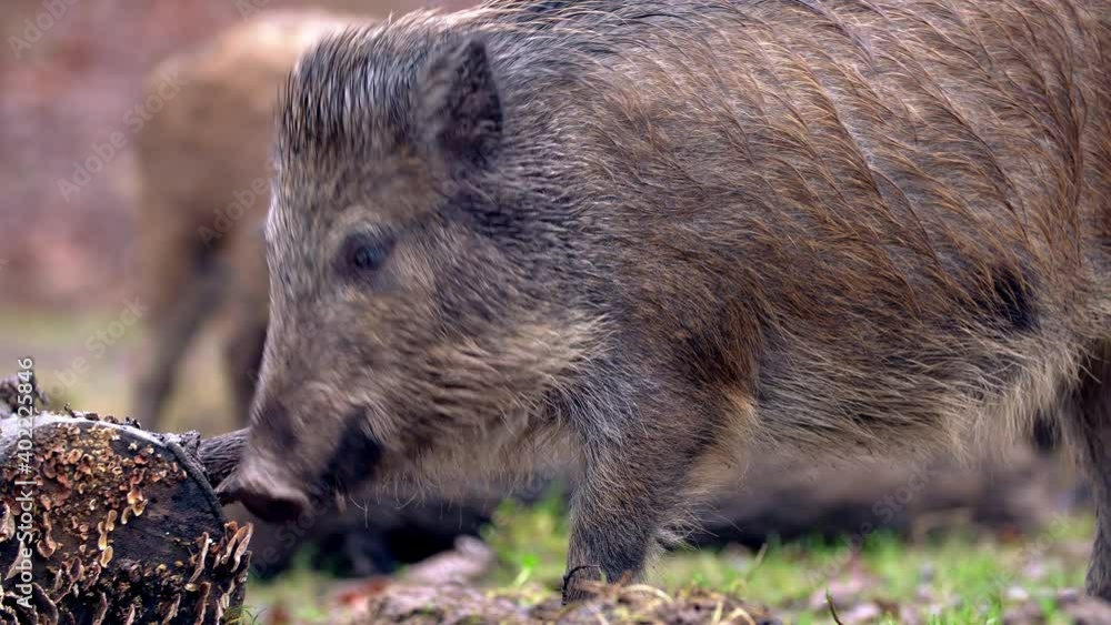 Closeup young wild boar Sus scrofa calm piggy looking for nutriment in dark woods. Wildlife tranquil scene of long furry animal. Strong nose and well smell sense to search food in omnivorous mammal Closeup young wild boar Sus scrofa calm piggy looking for nutriment in dark woods. Wildlife tranquil scene of long furry animal. Strong nose and well smell sense to search food in omnivorous mammal