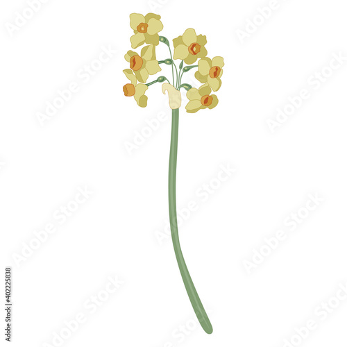 Branch of yellow narcissus or daffodil flower. Floral spring decor. 