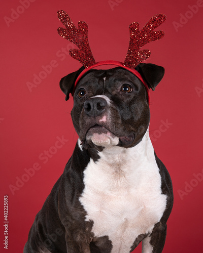 Portrait of a brown American Staffordshire terrier ( amstaff ) sitting with a Rudolph the rednosed reindeer diadem agains a red background photo