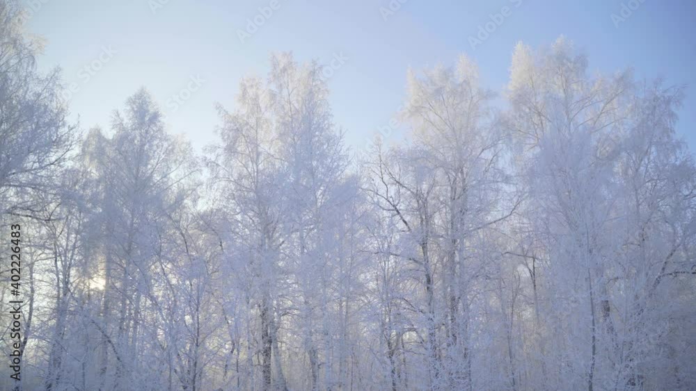 Walk through the winter forest with snow-covered trees on a beautiful frosty morning. No people Walk through the winter forest with snow-covered trees on a beautiful frosty morning. No people
