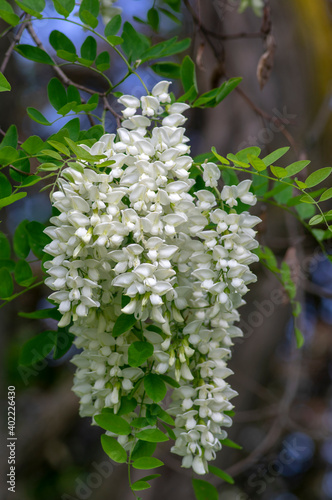 Robinia pseudoacacia ornamental tree in bloom, bright white flowering bunch of flowers, green leaves