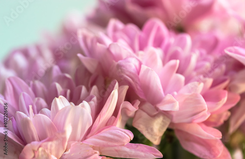 Bouquet of pink small chrysanthemums on light background  Mother s Day  Birthday or Valentine s Day greeting