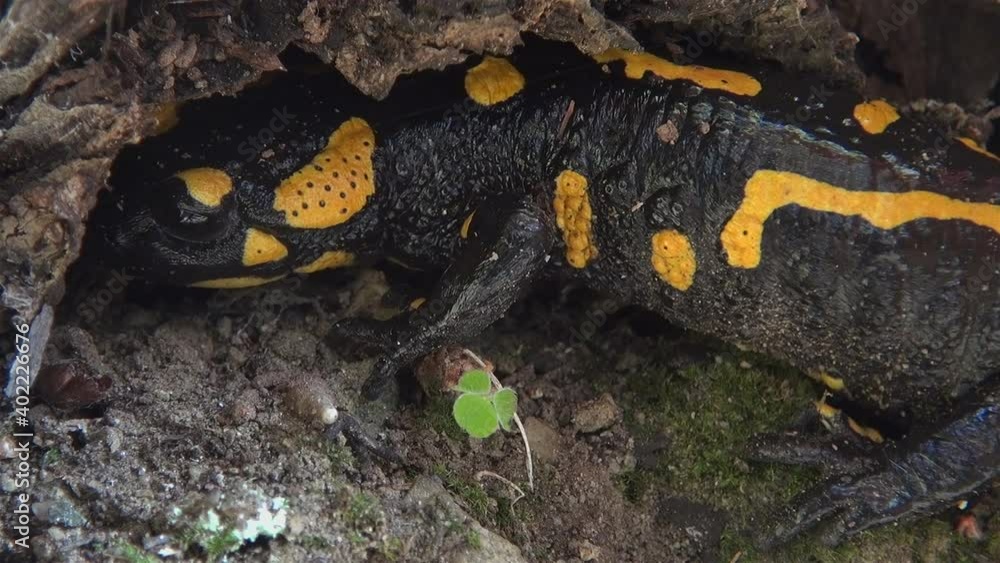 Yellow spotted salamander tries to hide in the forest among the branches and leaves Yellow spotted salamander tries to hide in the forest among the branches and leaves