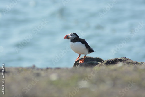 A close up of an atlantic puffin sitting on the edge of a cliff at the Farne Islands National Nature Reserve, Northumberland coast in Spring.  © Lara Red