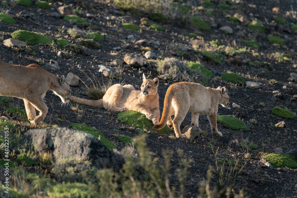 Obraz premium The Cougar (Puma concolor)