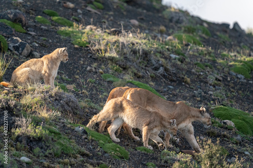 The Cougar  Puma concolor 