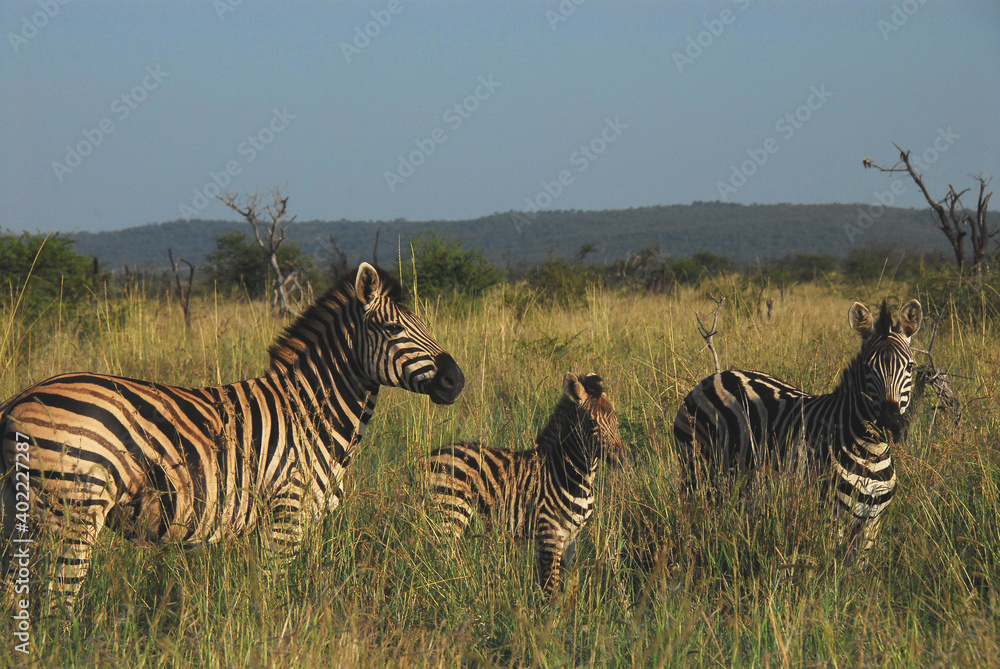Naklejka premium Africa- Wildlife- Close Up of a Zebra Family Standing in Tall Grass