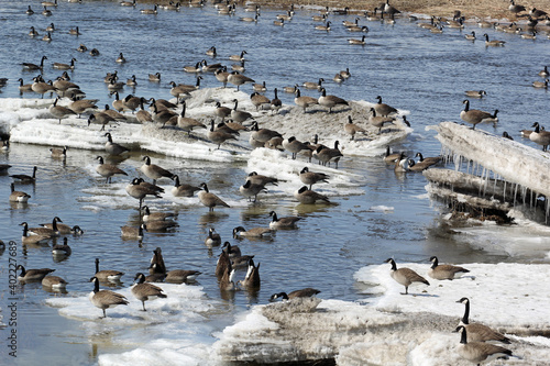 Flock of geese on a spring iced riverbed