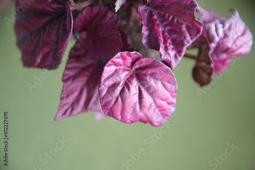 Begonia rex - ornamental house plant with purple leaves on green background