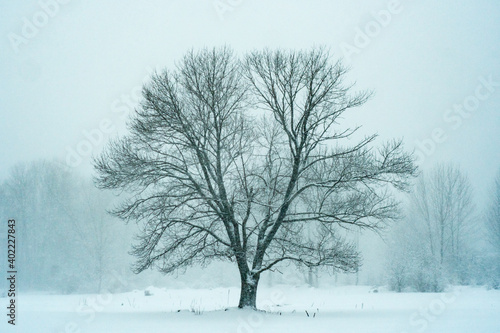 Winter's Tree