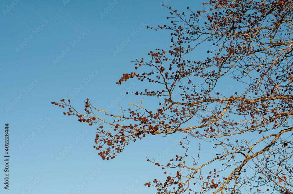Obraz premium branches of a beech tree in winter