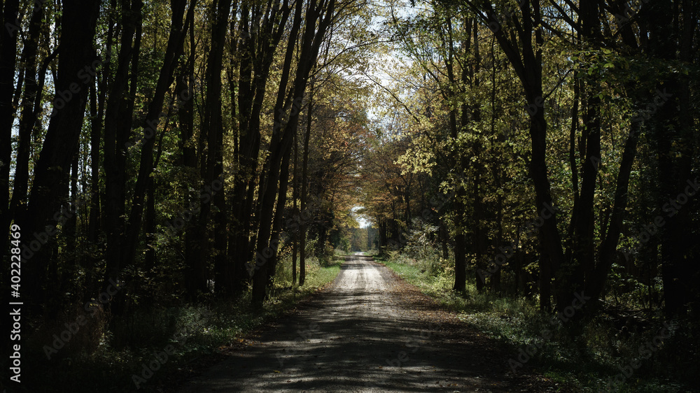 Obraz premium Autumn Country Road
