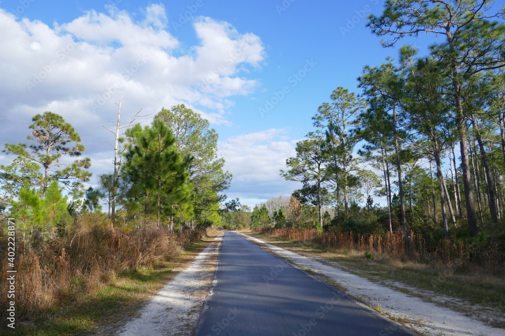 Landscape of Flatwood wild park in Tampa. Florida Landscape of Flatwood wild park in Tampa. Florida