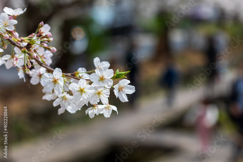Fototapeta Naklejka Na Ścianę i Meble -  満開の桜と遊歩道