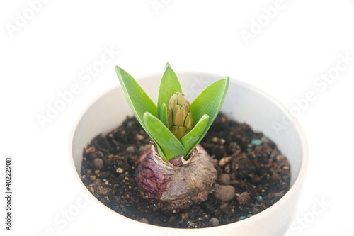 Hyacinth, hyacinths bulb, Hyacinthus orientalis, spring flower
