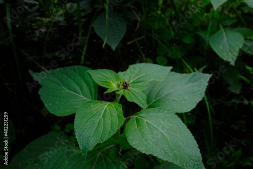 Plantas y ara  a