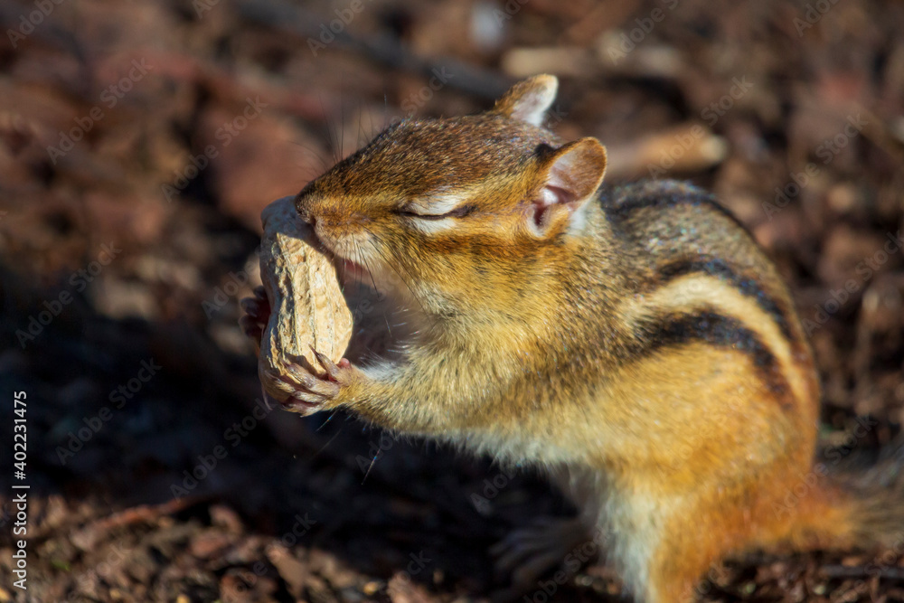 A cute chipmunk happily absorbs the scent of a peanut