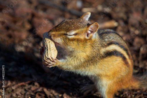 Fototapeta Naklejka Na Ścianę i Meble -  A cute chipmunk happily absorbs the scent of a peanut