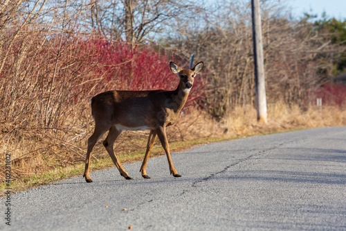 A female, adult, White-Tailed Deer ventures out of the forest and walks across a road