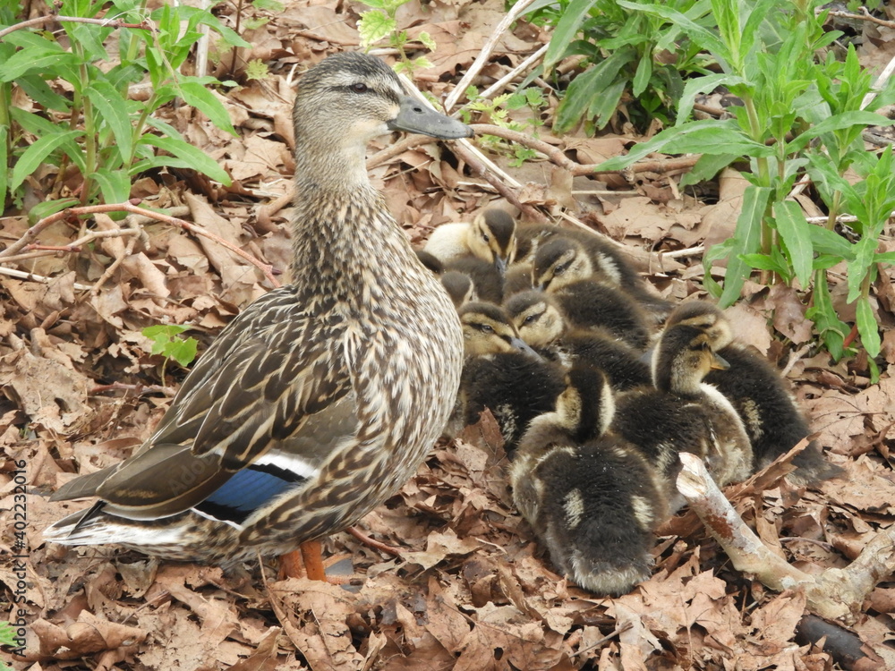 Mother Duck and her Ducklings Mother Duck and her Ducklings