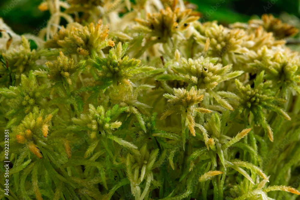 Macro of forest moss texture, abstract natural background Macro of forest moss texture, abstract natural background