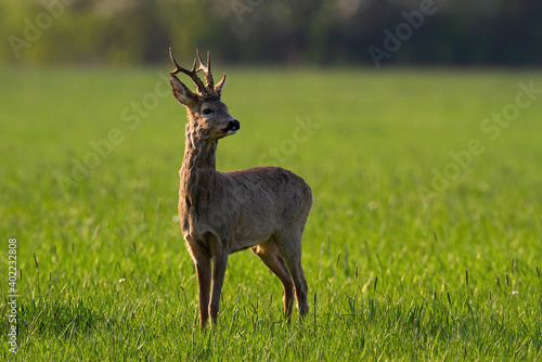 Roe deer, capreolus capreolus, buck standing on green grassland and looking around on a sunny spring day. Animal wildlife in nature illuminated at sunrise from behind with copy space